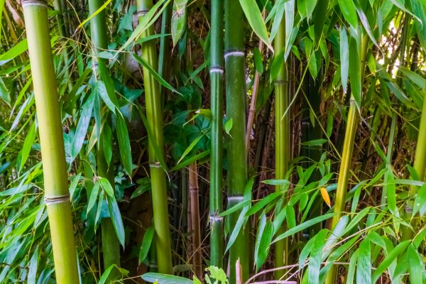 Bamboo Trimming in Maryville