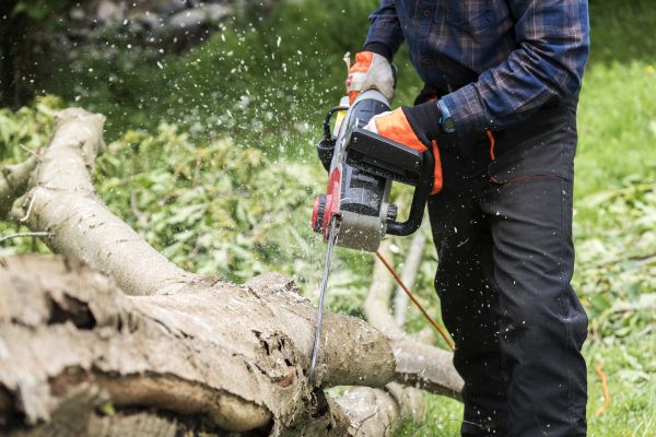 Branch Removal Service in Maryville