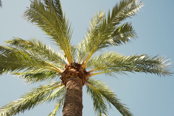 Palm Tree Pruning in Maryville