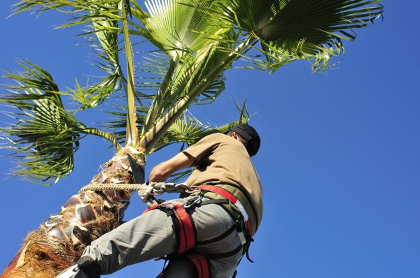 Palm Tree Trimming in Maryville