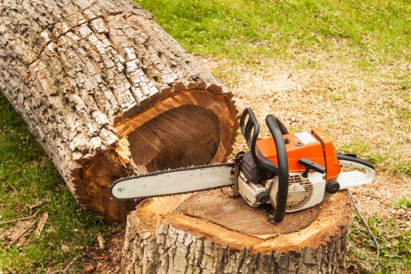 Tree Cutting Service in Maryville