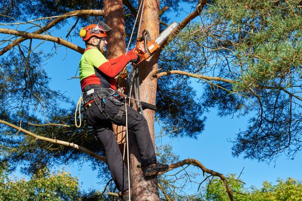 Tree Service in Maryville