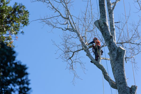 Tree Topping Service in Maryville