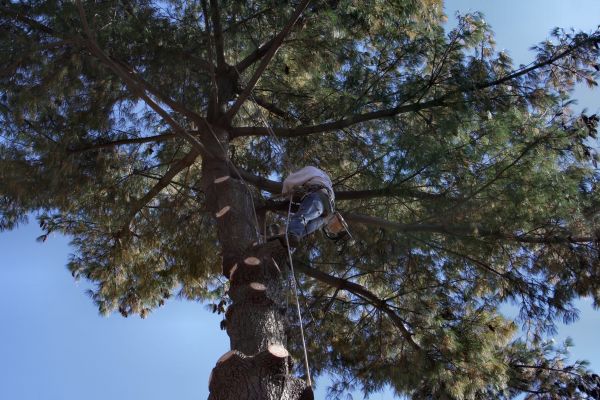 Trimming Service in Maryville