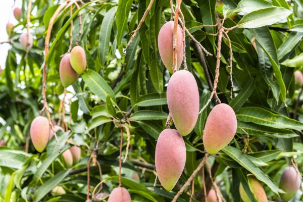 Mango Tree Trimming in Maryville