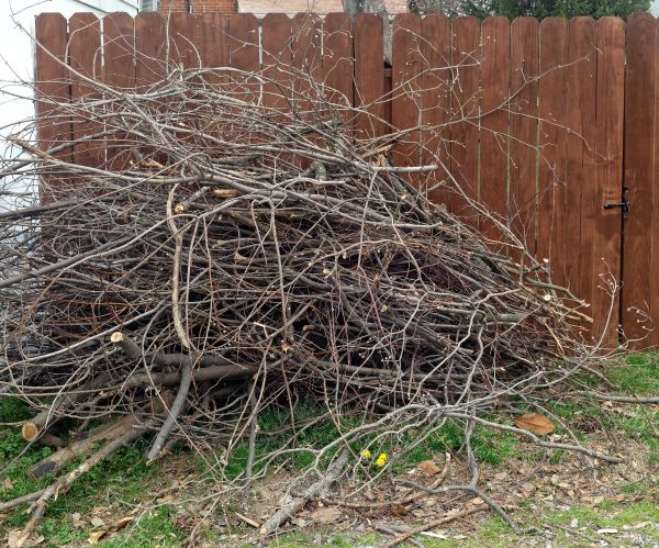 Dead Branch Removal in Maryville