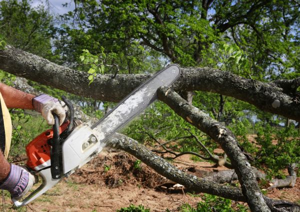 Tree Branch Cutting in Maryville