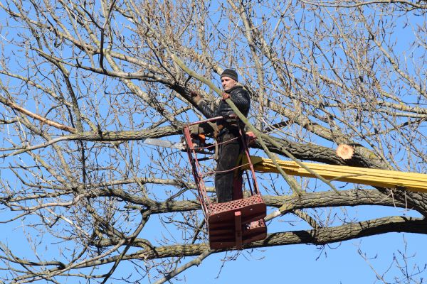 Emergency Tree Trimming in Maryville