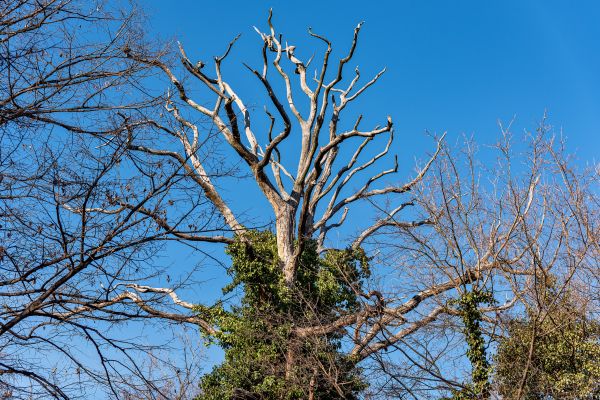Deadwood Removal in Maryville