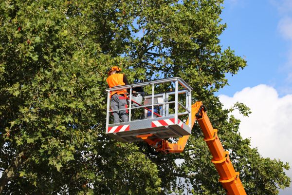 Commercial Tree Service in Maryville