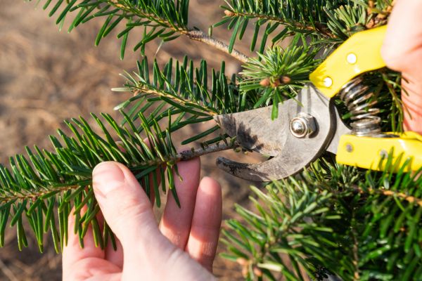 Pine Tree Pruning in Maryville