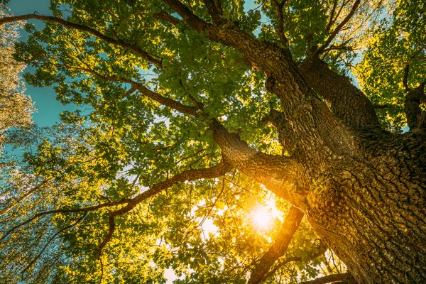 Oak Tree Pruning in Maryville