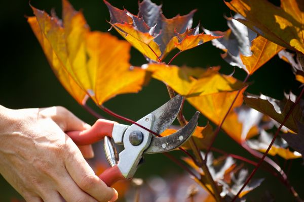 Maple Tree Pruning in Maryville
