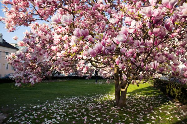 Magnolia Tree Pruning in Maryville