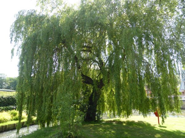 Willow Tree Trimming in Maryville