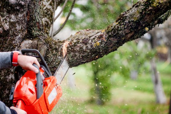 Tree Limbs Removal in Maryville