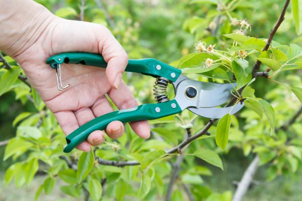 Pear Tree Pruning in Maryville