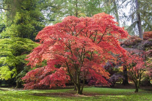Japanese Maple Pruning in Maryville