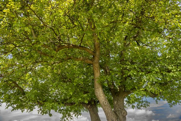 Walnut Tree Trimming in Maryville