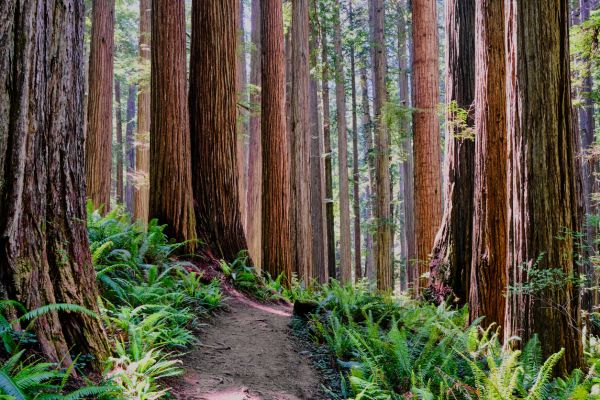 Redwood Tree Trimming in Maryville