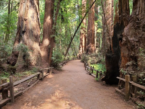 Redwood Tree Pruning in Maryville