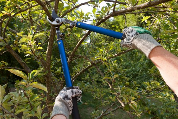 Residential Tree Pruning in Maryville