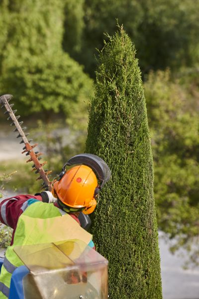 Cypress Tree Trimming in Maryville
