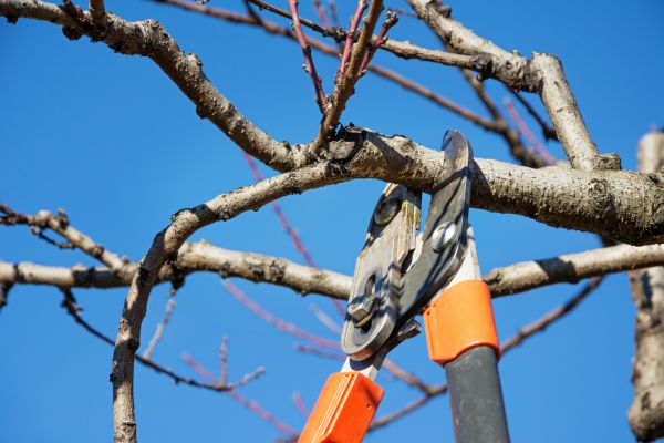 Peach Tree Trimming in Maryville