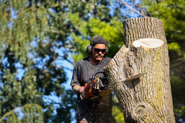Ash Tree Pruning in Maryville