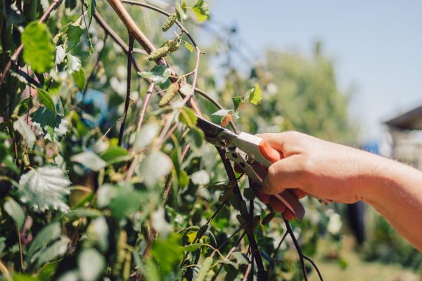 Birch Tree Pruning in Maryville