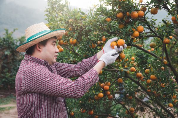 Orange Tree Pruning in Maryville