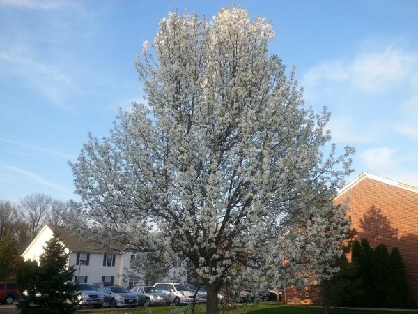 Bradford Pear Tree Pruning in Maryville