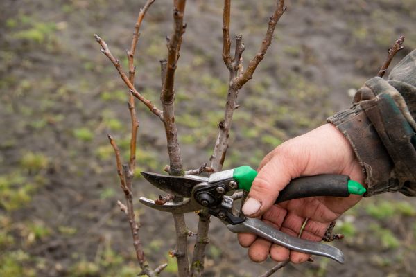 Pear Trees Pruning in Maryville