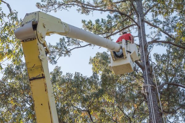 Limbs Trimming in Maryville