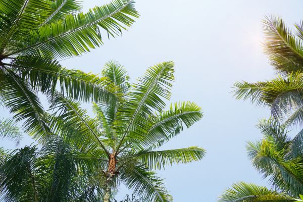 Queen Palm Tree Trimming in Maryville
