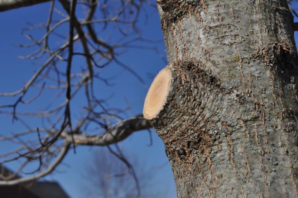 Limb Pruning in Maryville