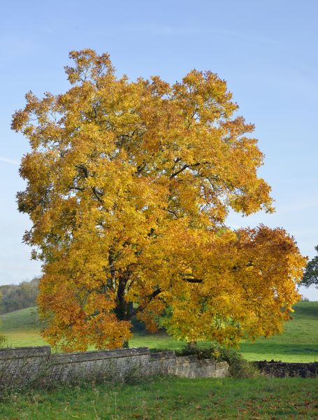 Hickory Tree Trimming in Maryville