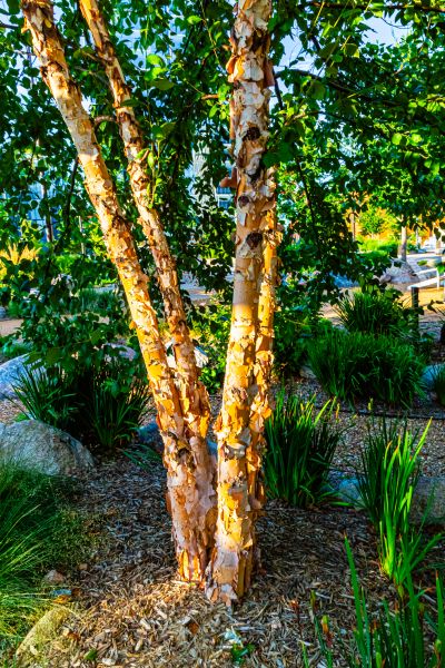 River Birch Trimming in Maryville