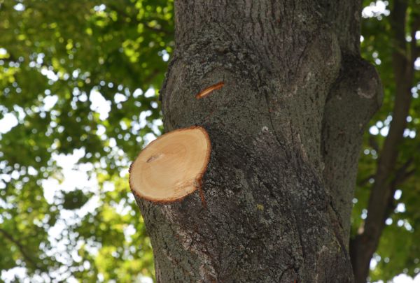 Limb Cutting in Maryville