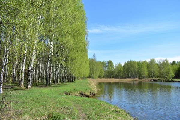 River Birch Pruning in Maryville