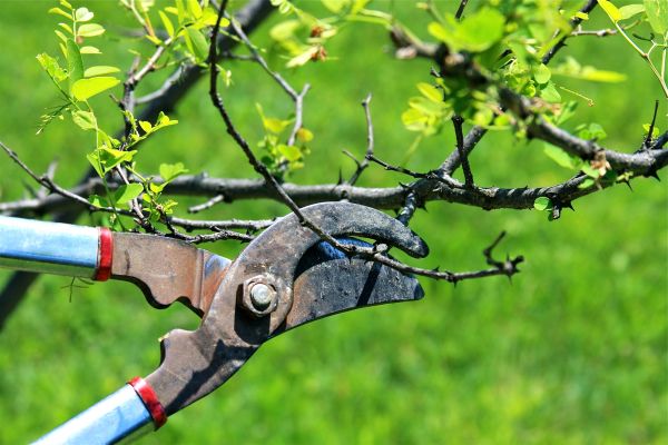 Branches Pruning in Maryville