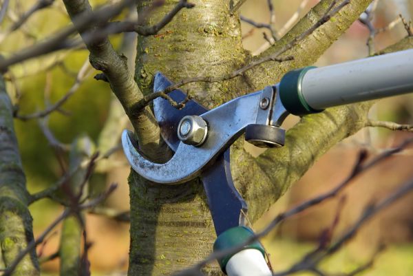 Tree Limb Trimming Service in Maryville