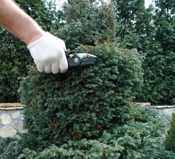 Ornamental Tree Trimming in Maryville