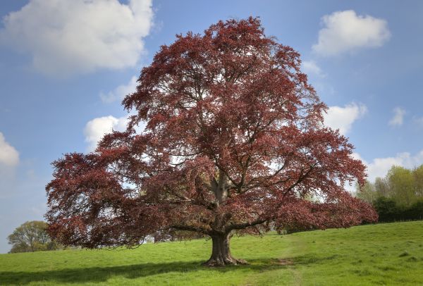 Beech Tree Pruning in Maryville