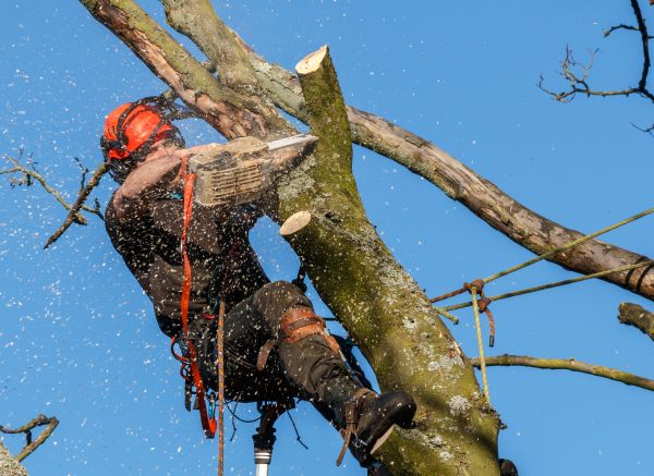 Tree Trimming Service in Maryville