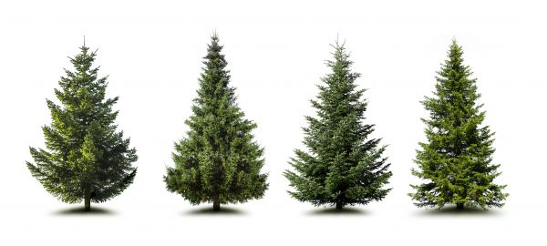 Cost of Pine Tree Trimming in Maryville