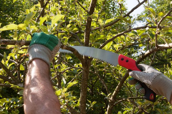 Apple Tree Trimming in Maryville