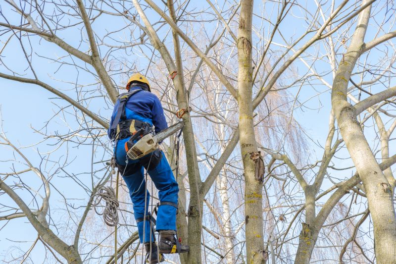 Tree Cutting in Progress